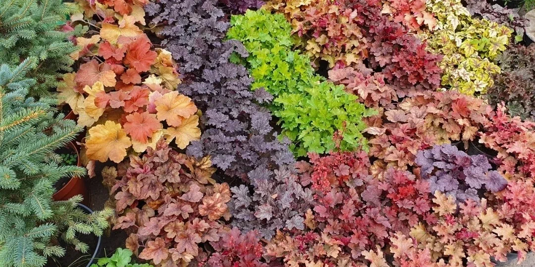 10 многолетников, которые лучше всего посадить на кладбище: выдержат и солнце, и тень, и редкие визиты