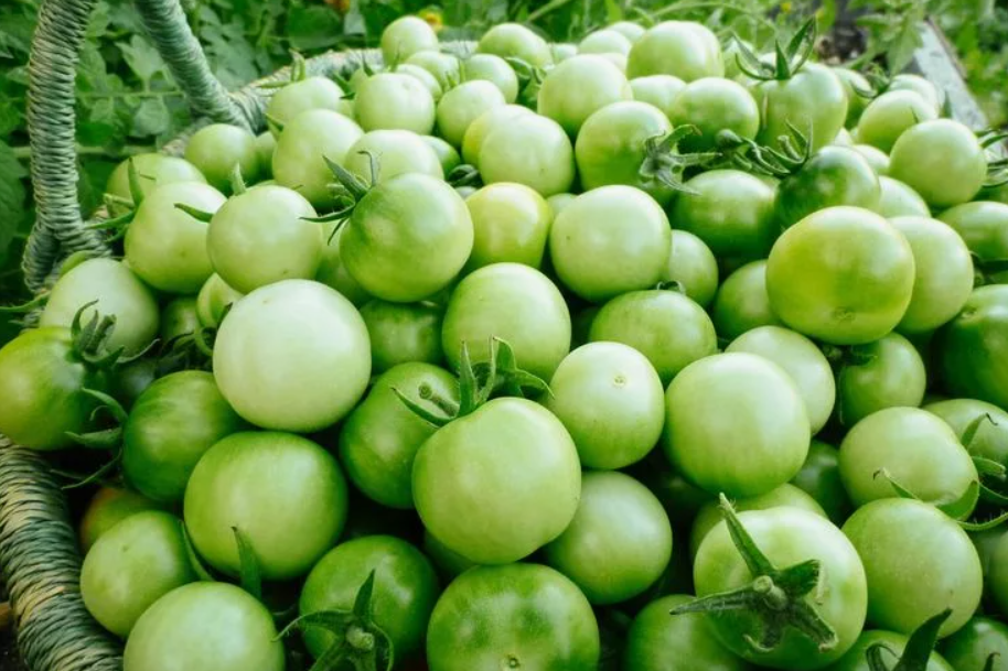 Зелёные помидоры