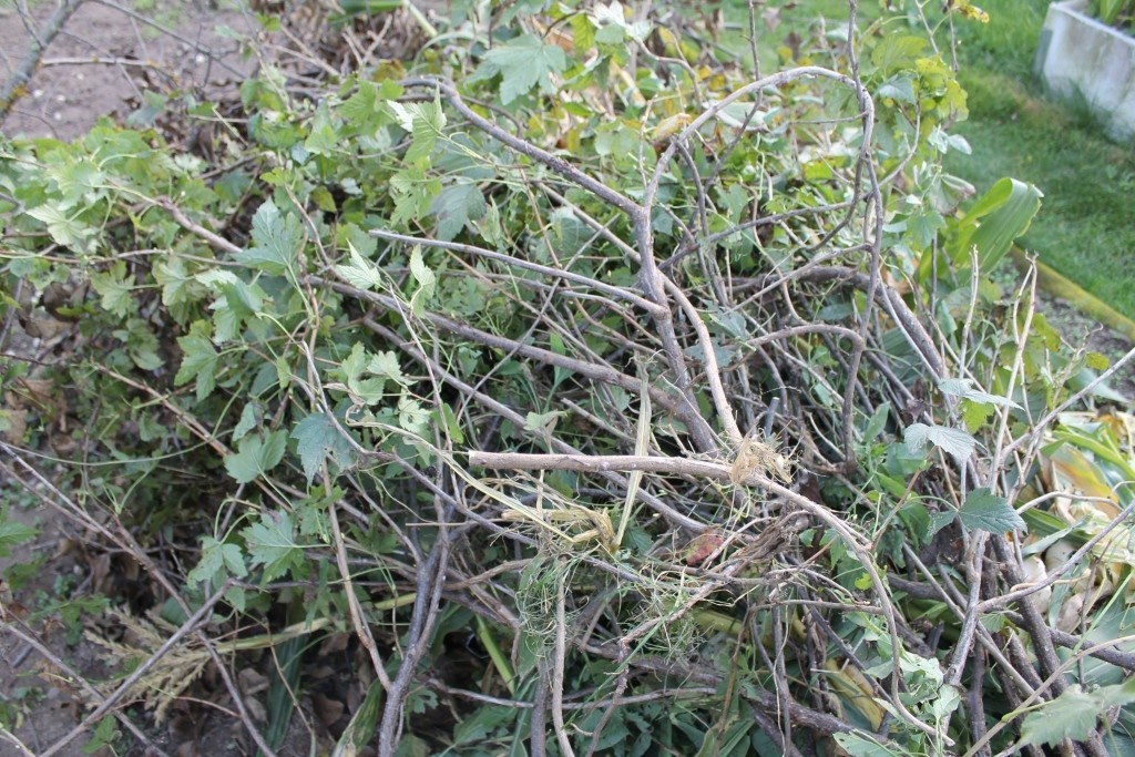 Обрезка смородины, крыжовника, шиповника, роз...