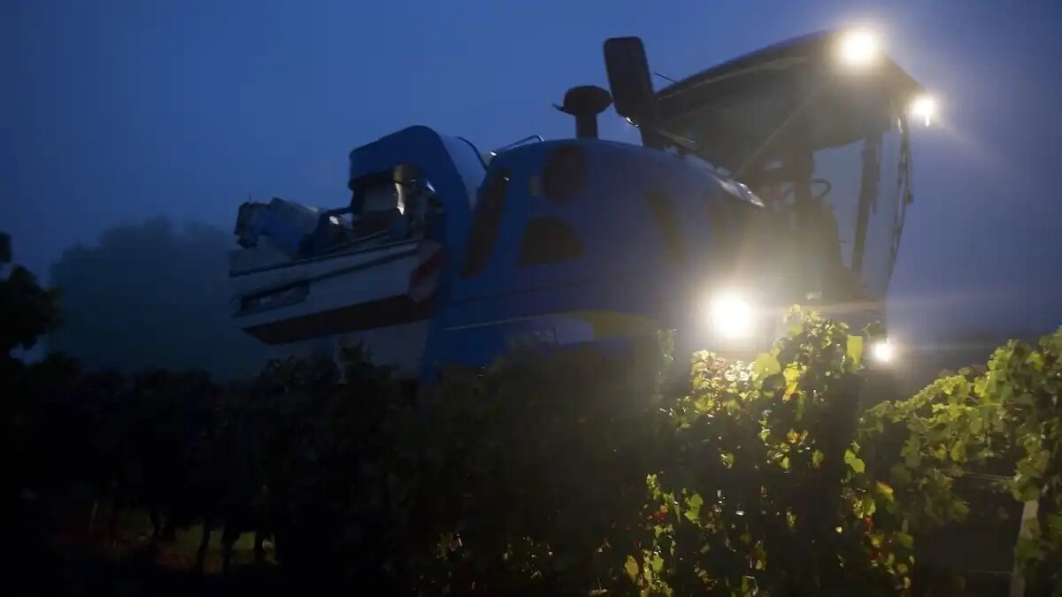 Фото:SWR
Воры в Германии собирают виноград с плантаций фермеров при помощи комбайна