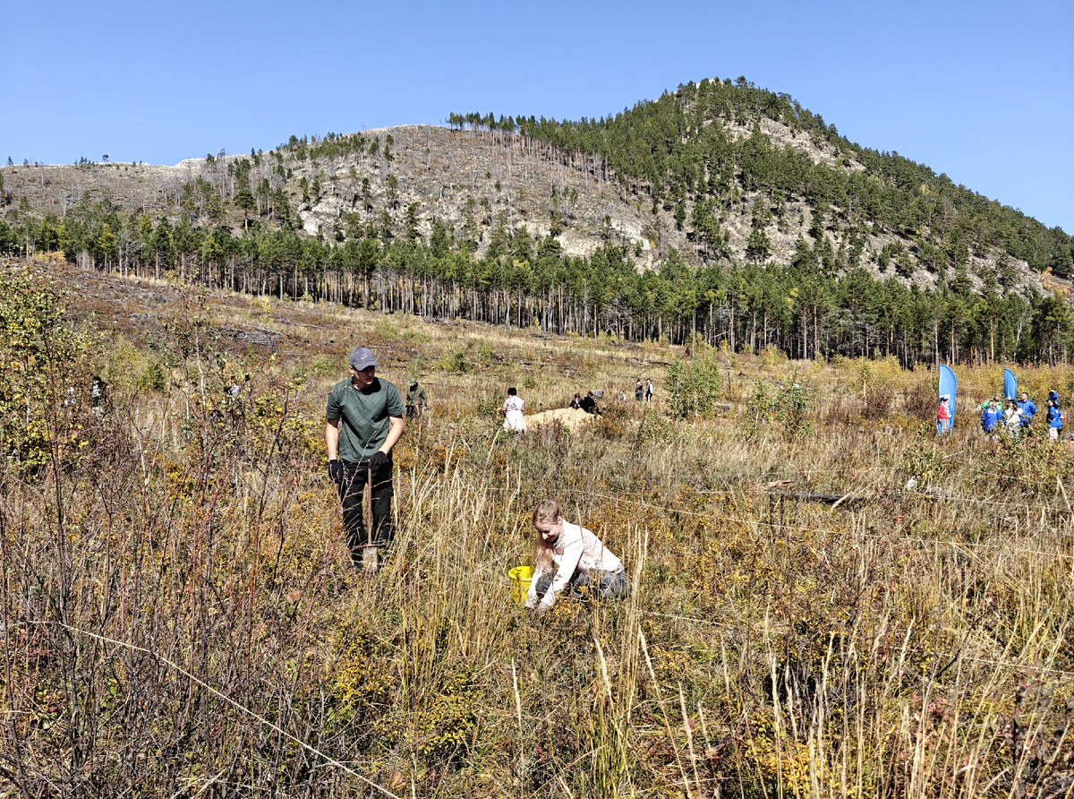 Сажаем деревья на Байкале. Фото автора