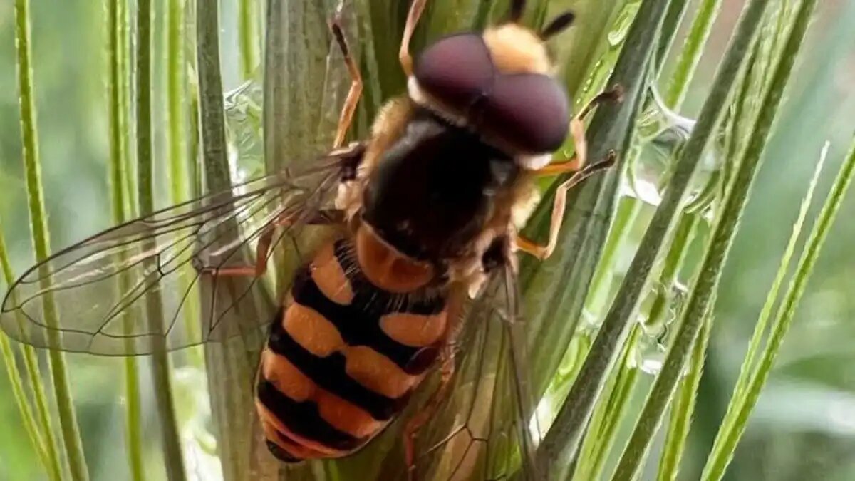 Фото:РУП «Институт защиты растений»
Завод по массовому производству мух-журчалок запустит в работу компания Polyfly