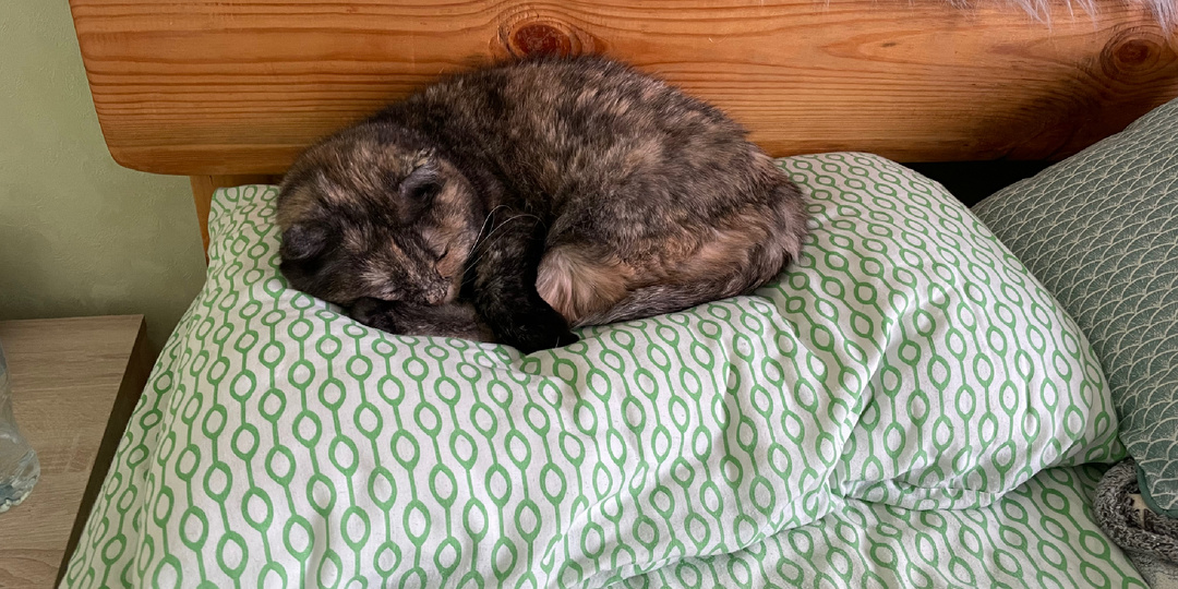 Что хочет сказать ваш кот, засыпая рядом с вами. Почему кошкам так важно спать в кровати хозяина