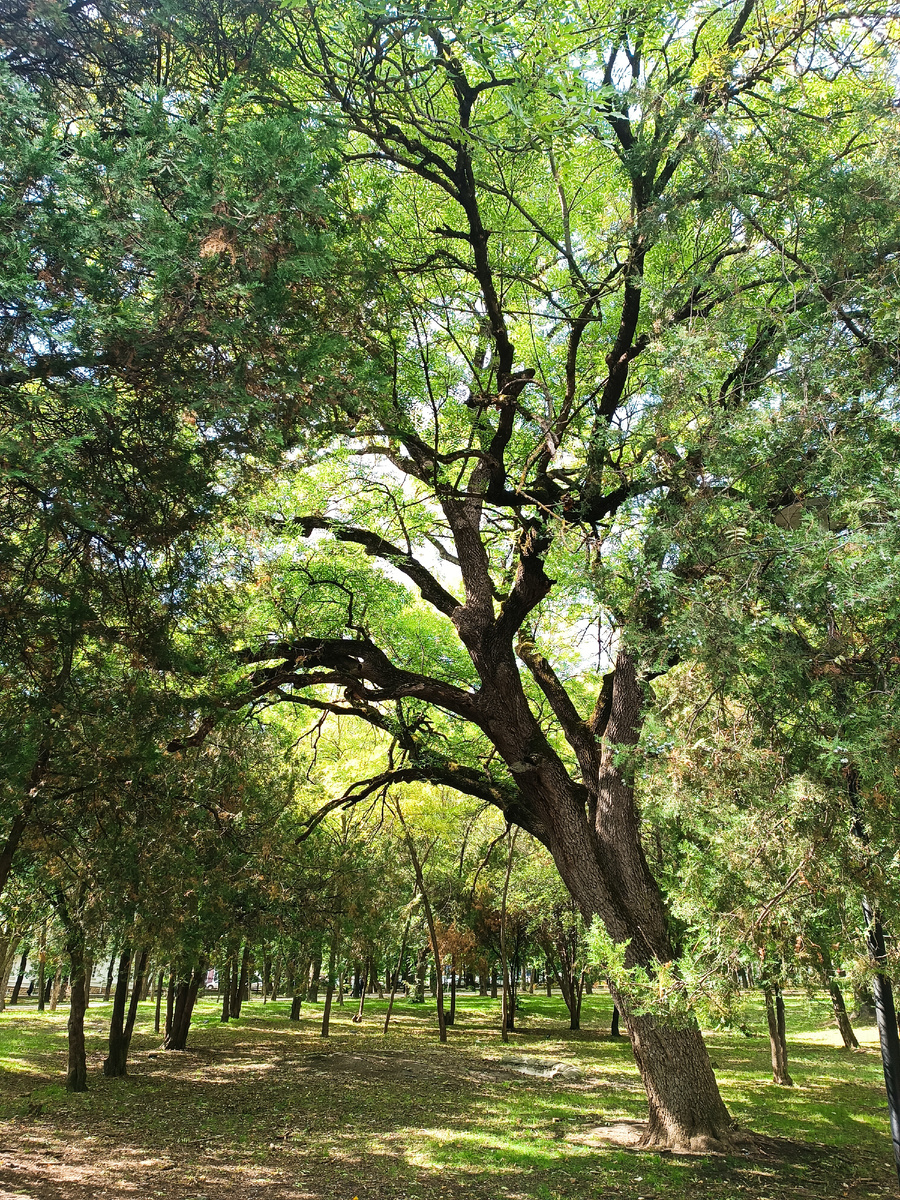 Наш Центральный Парк
