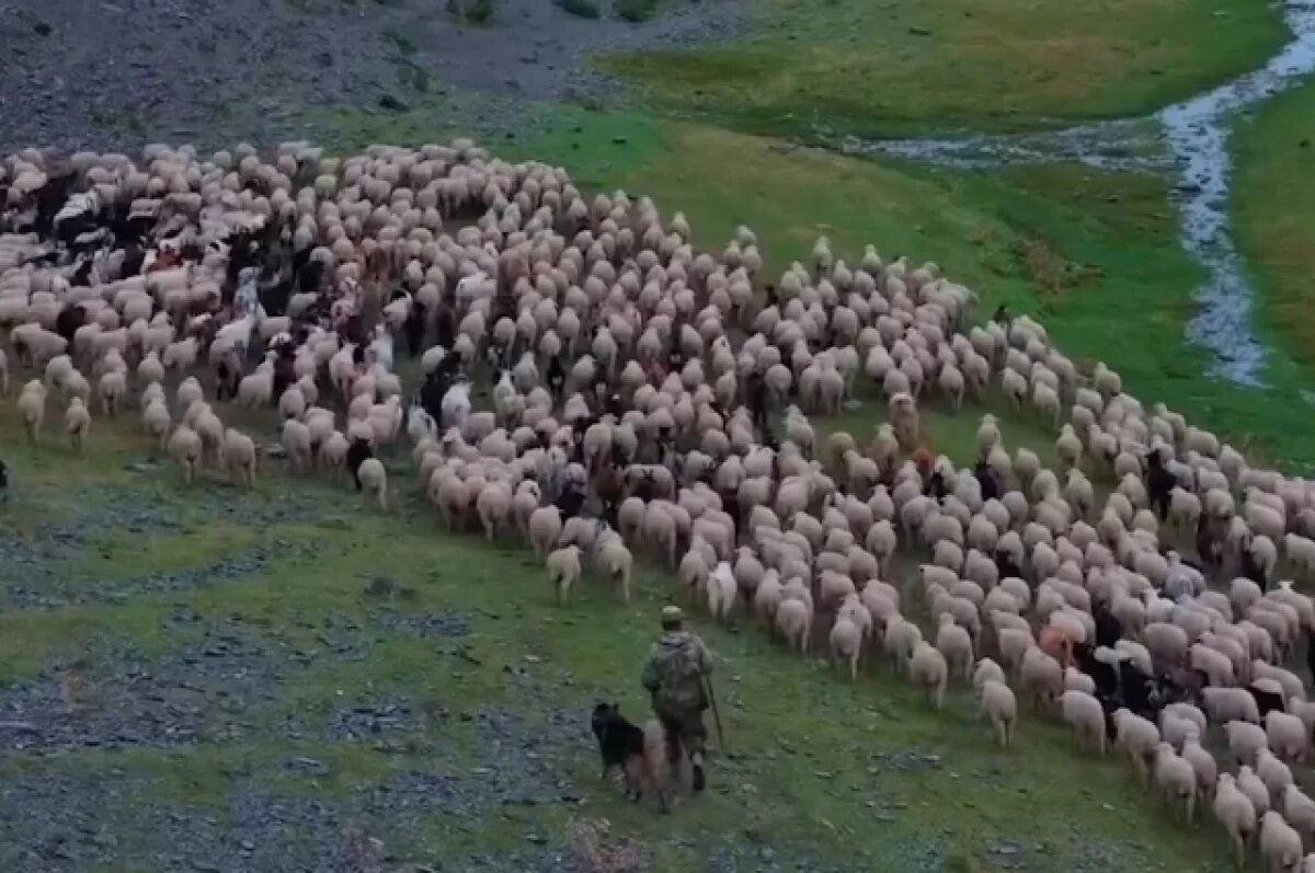    В Дагестане из‑за снега раньше времени начали спускать овец на равнины