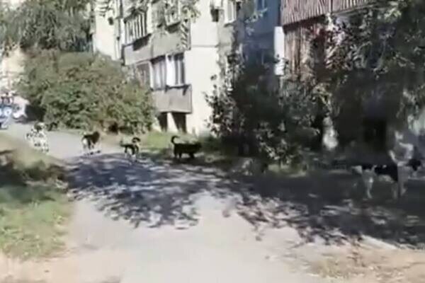   «И как тут детям идти?»: Огромная стая бездомных собак обитает у школы №38 в Орске
