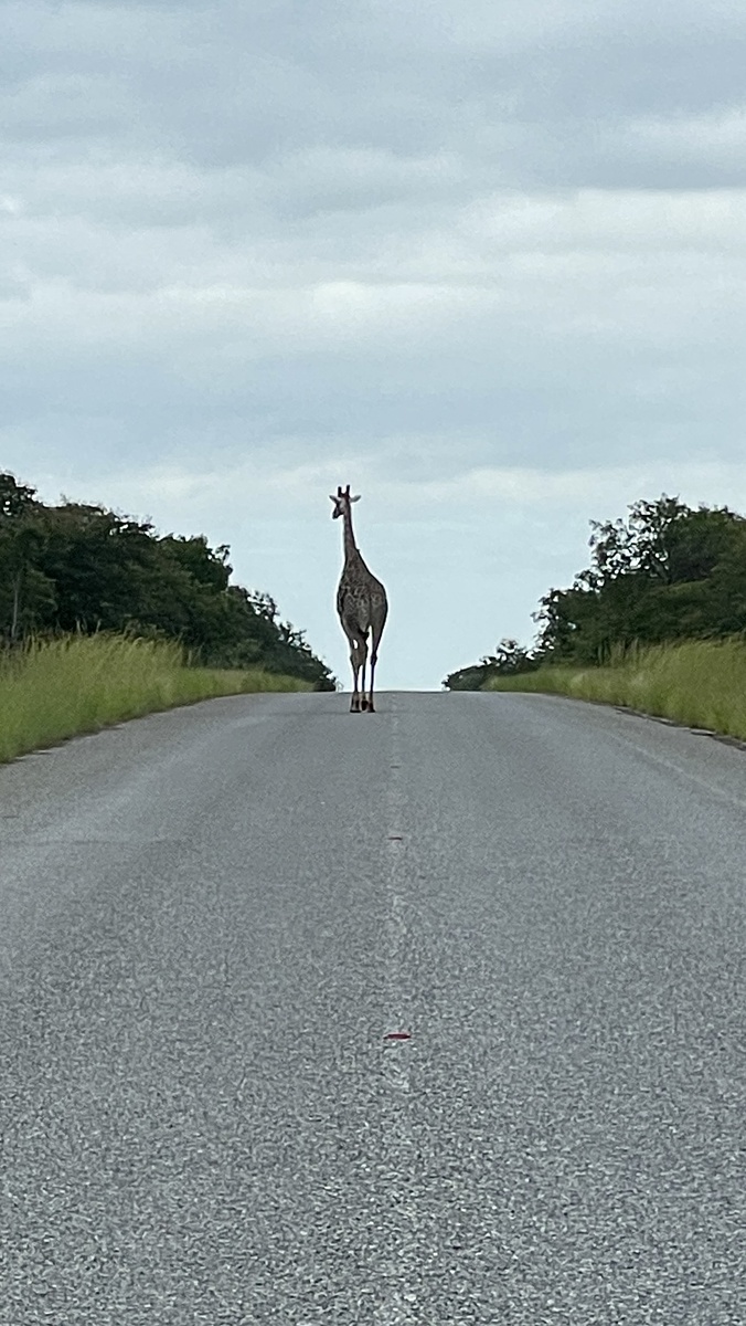 Жираф на дороге