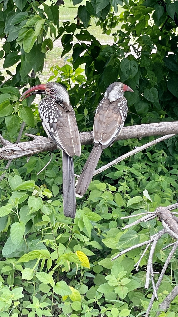 Какие-то птицы