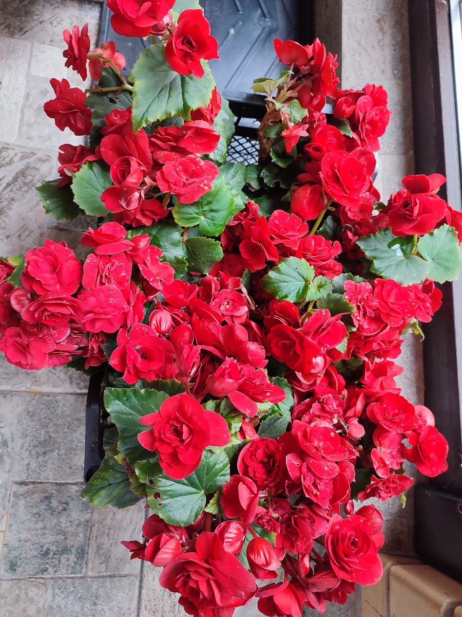 Домой с клумбы