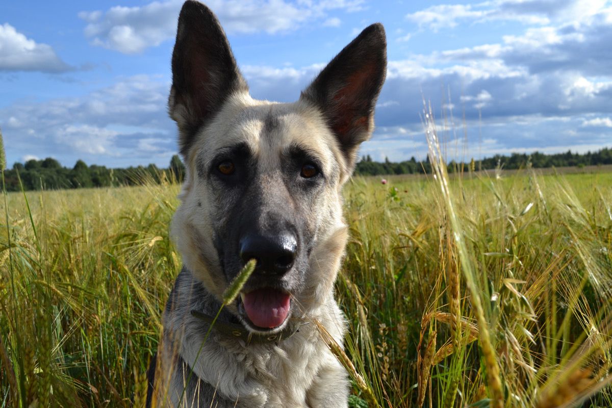Эбби - порода ВЕО