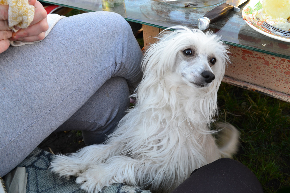 Саманта - порода китайская хохлатая