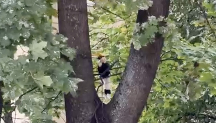     Фото: пресс-служба Ленинградского зоопарка.