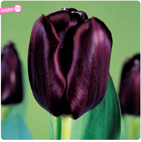 Драматические оттенки