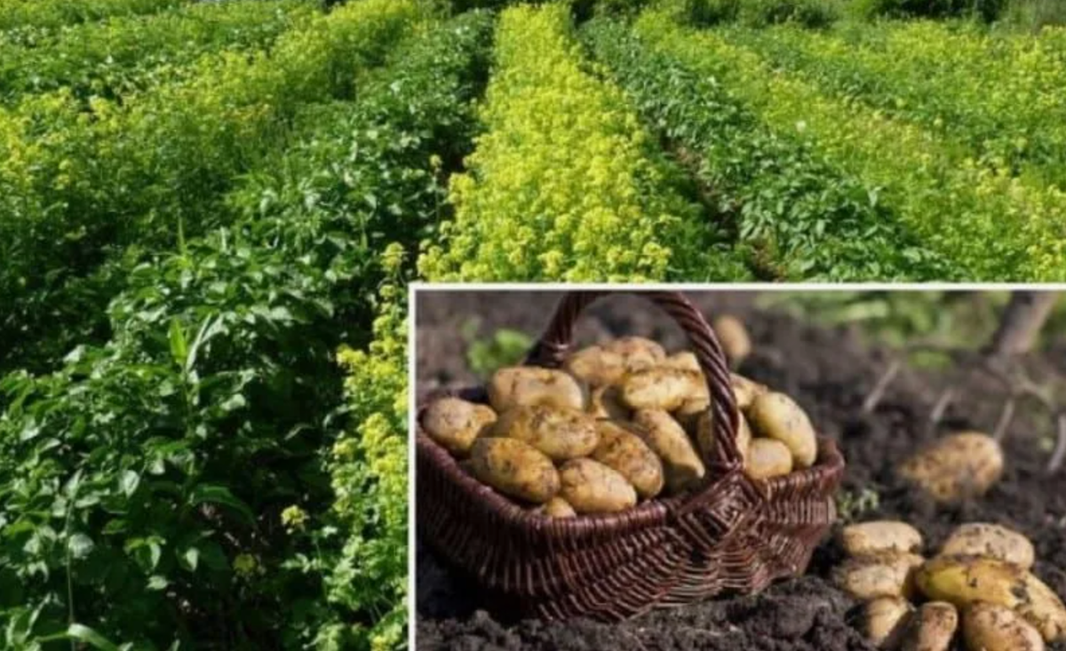 Источник фото: argo.company