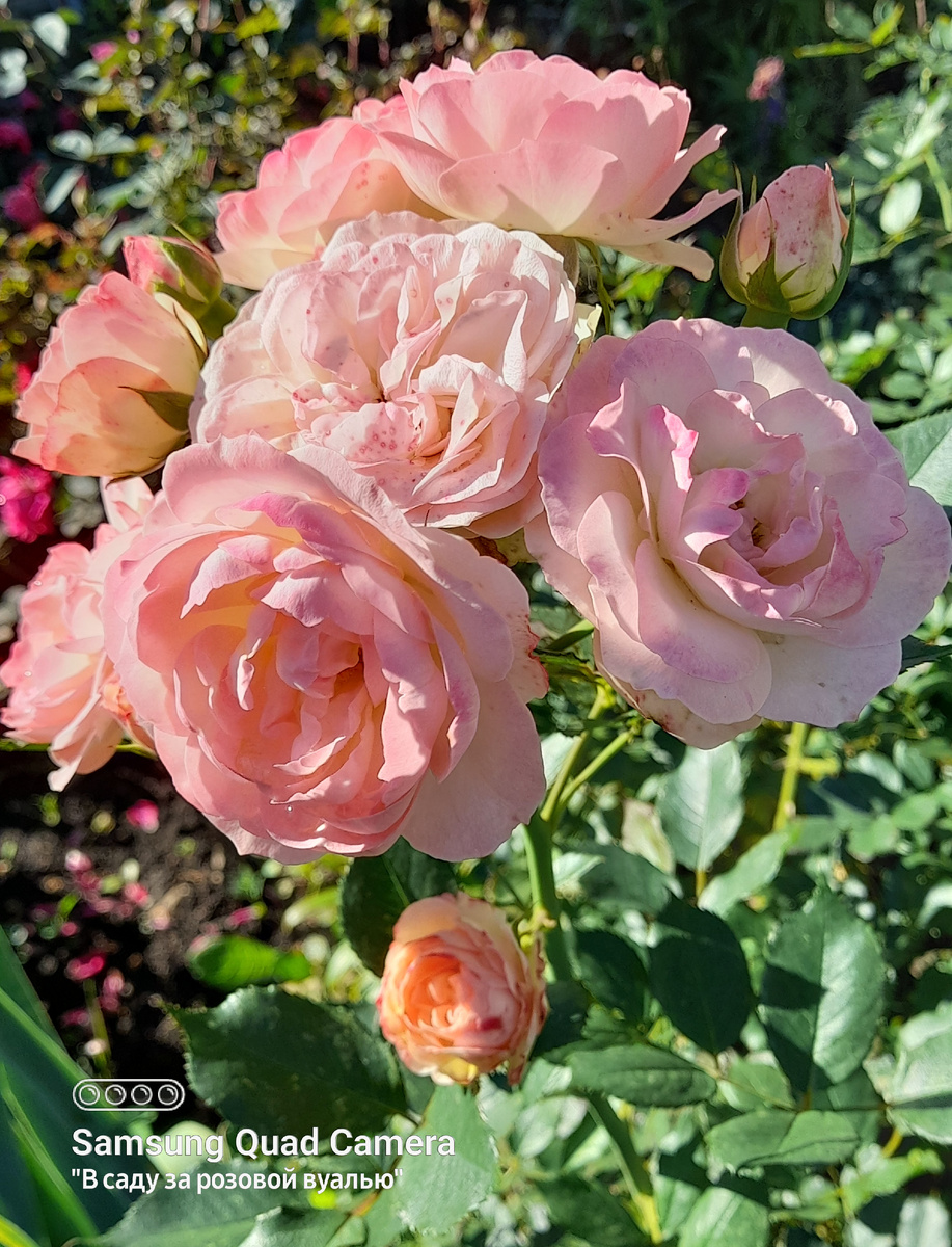 Pastella, Tantau Германия, 2004, флорибунда