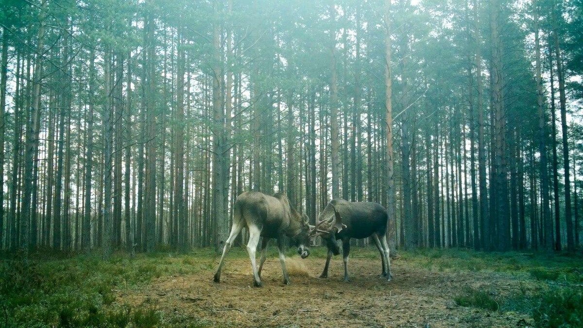    Источник: t.me/kazdoytvaripopare