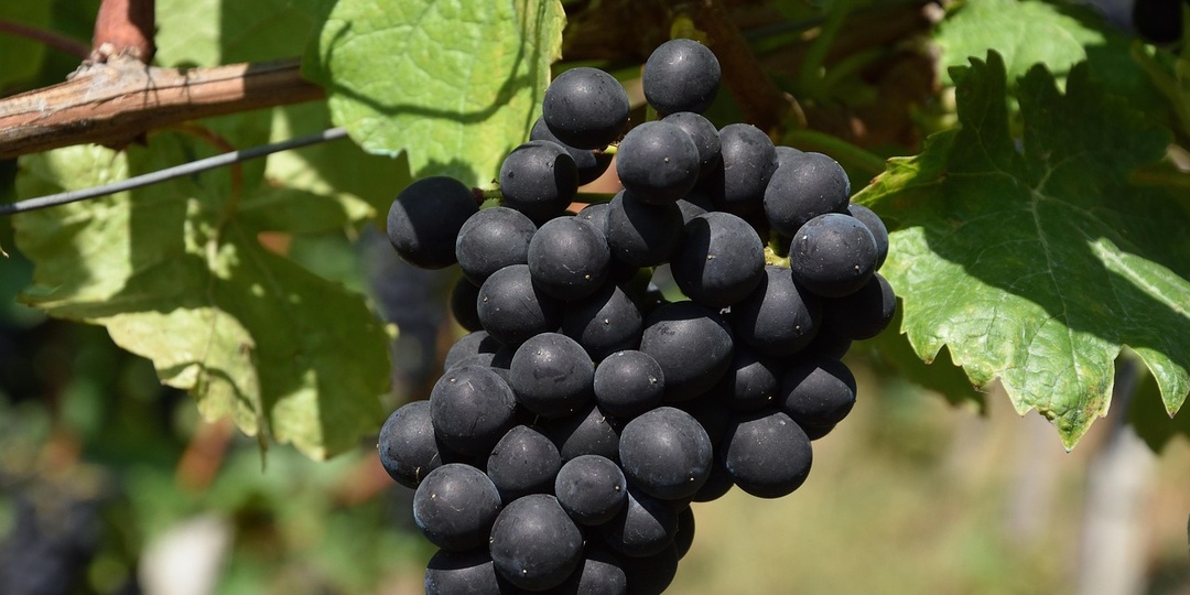 Заготовки из винограда на зиму: 4 простых и очень вкусных рецепта и польза для здоровья