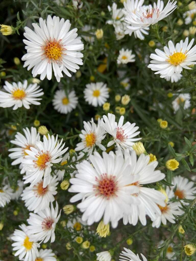    Фото Елены Савковой Валерия Стальная