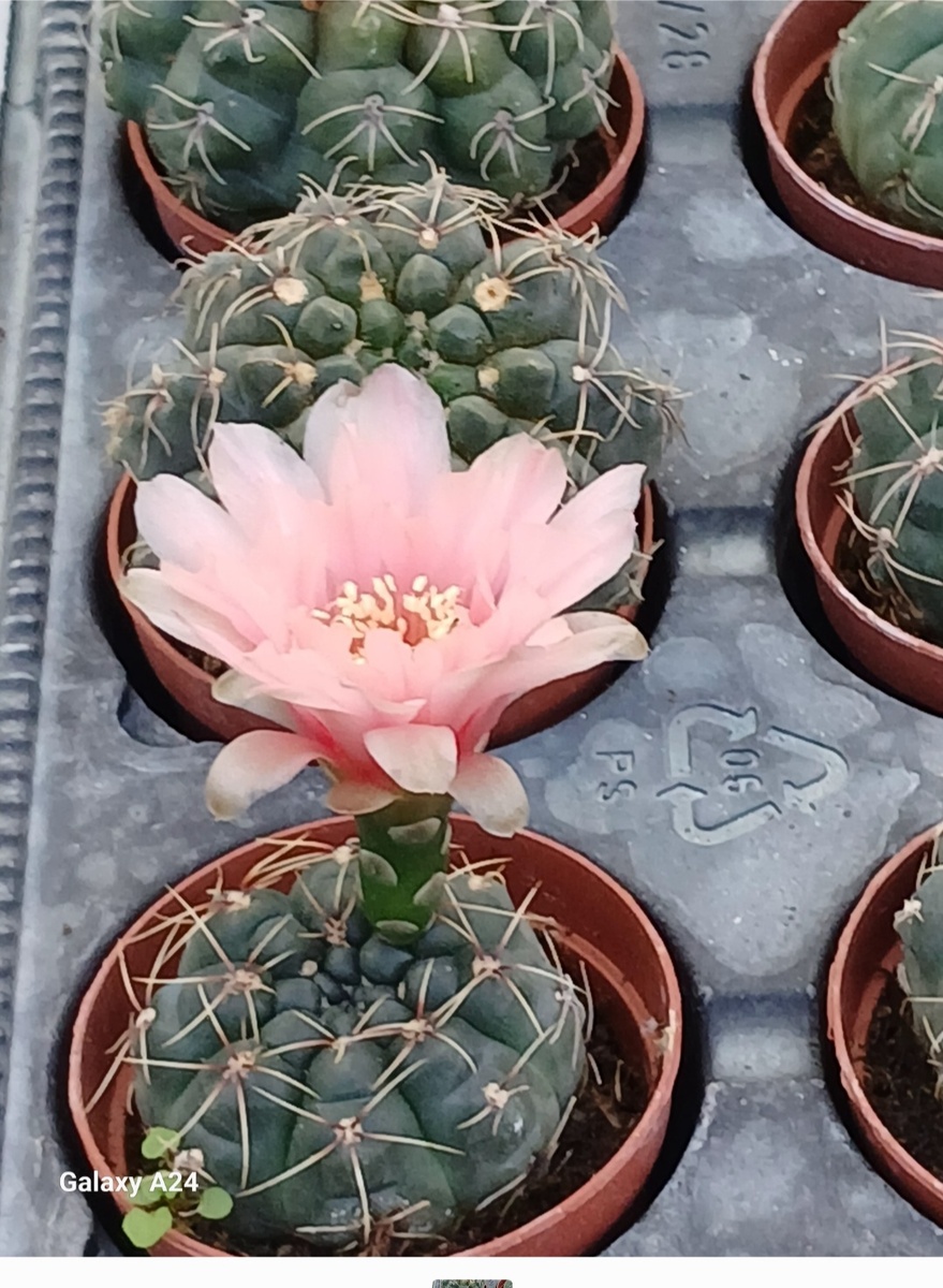 Вот такая красота у нас растет)