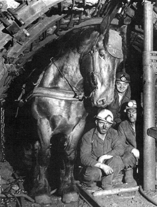 Лошади не знали солнечного света.