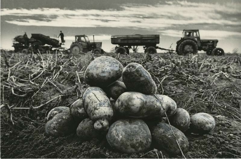Уборка картофеля, 1970-е годы. Автор Александр Абаза. Источник: https://shnyagi.net/215383-16-sovetskikh-poslevoennykh-fotografov-ot.html.