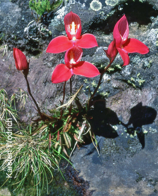 Фото Карстена Водрича