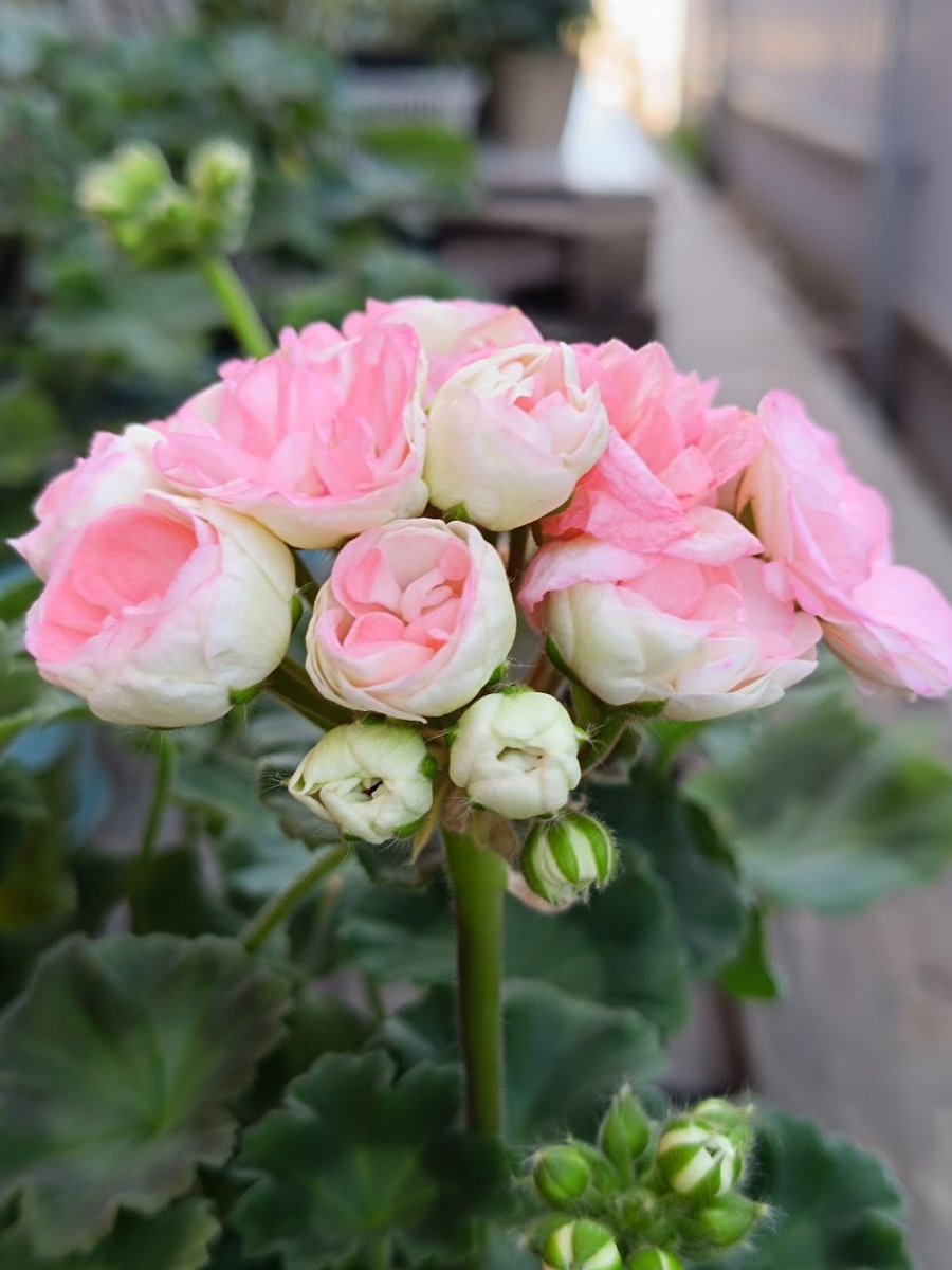 Пеларгония Astrid