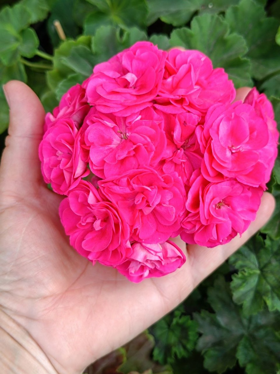 Survivor Idols Rosalinda