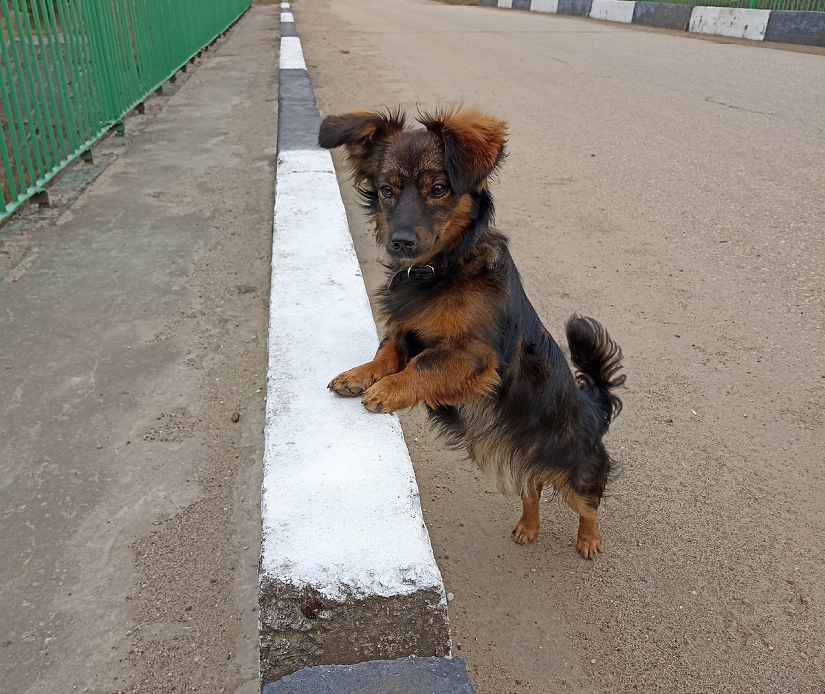    Не грызут мебель и не воняют псиной: три самые аккуратные породы собак - идеальны для квартиры