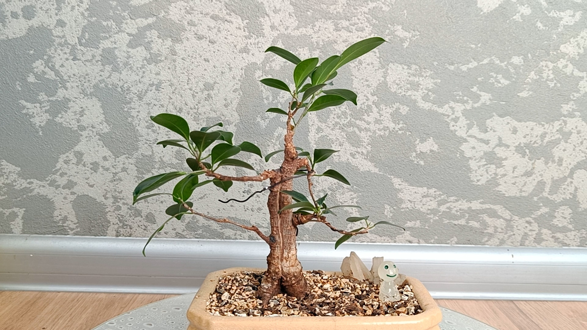 Внешний вид на 02.10.2025