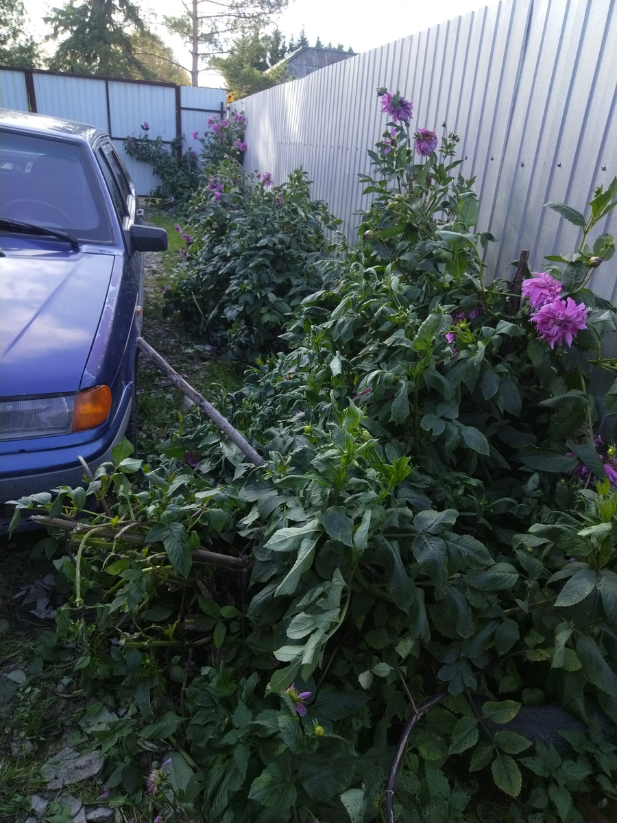 У нас георгины растут вдоль забора. К осени стебли растений становятся высокими, тяжёлыми. Если цветы не подвязывать георгины просто попадают от своего веса.