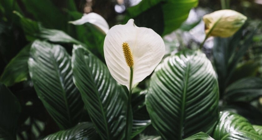    Берем ножницы и режем: эта безжалостная процедура оживит спатифиллум – новые бутоны прут без остановки