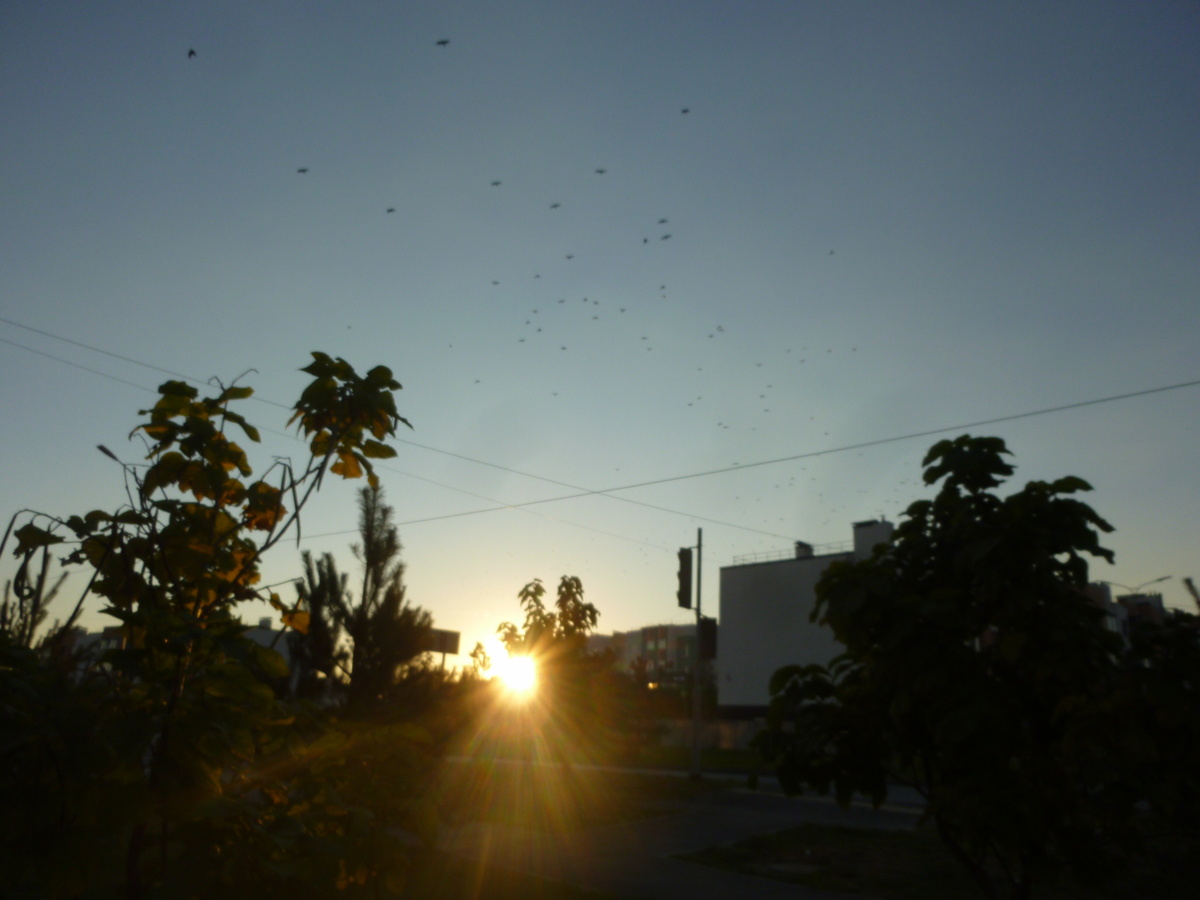 Птицы над нашим микрорайоном и закат. Сегодня, 3.10.2025