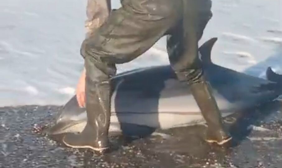 На Камчатке мужчина нашёл и спас детёныша дельфина на берегу Охотского моря