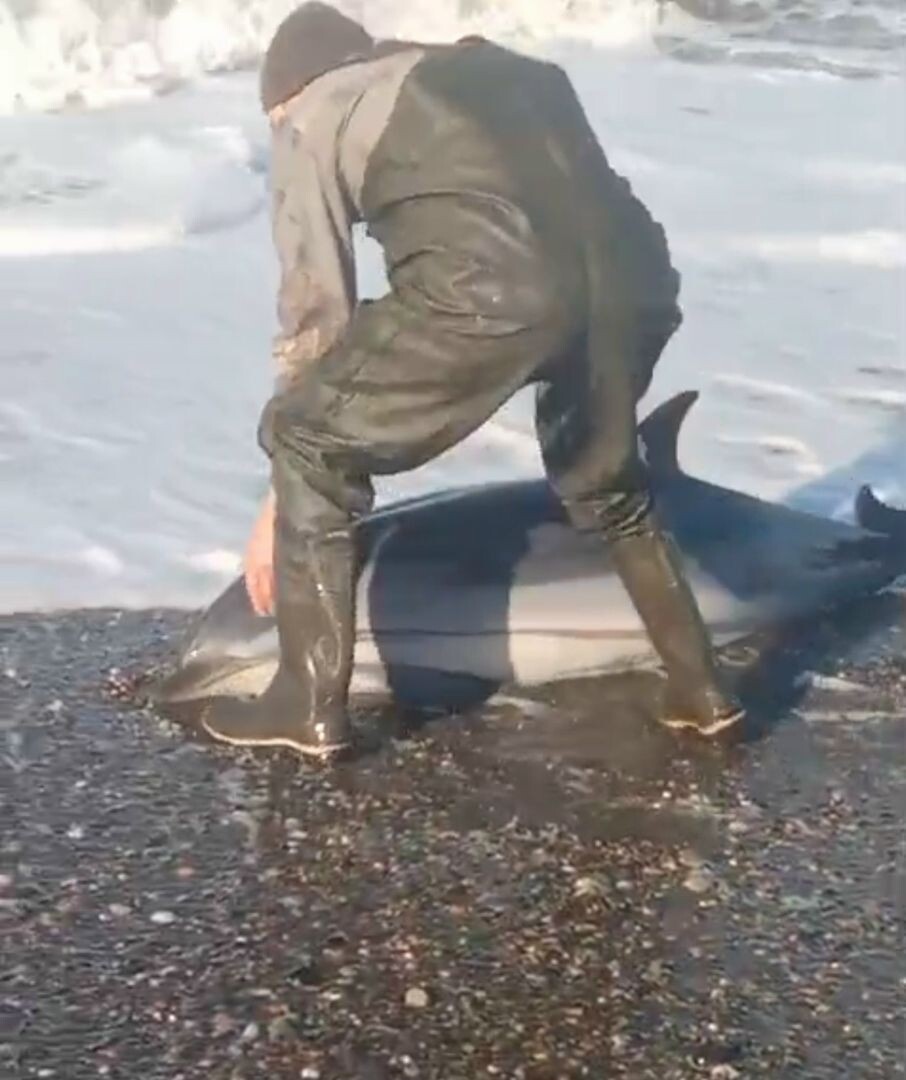    Спасение дельфина на Камчатке / Источник: Соцсети главы Соболевского муниципального района Андрея Воровского