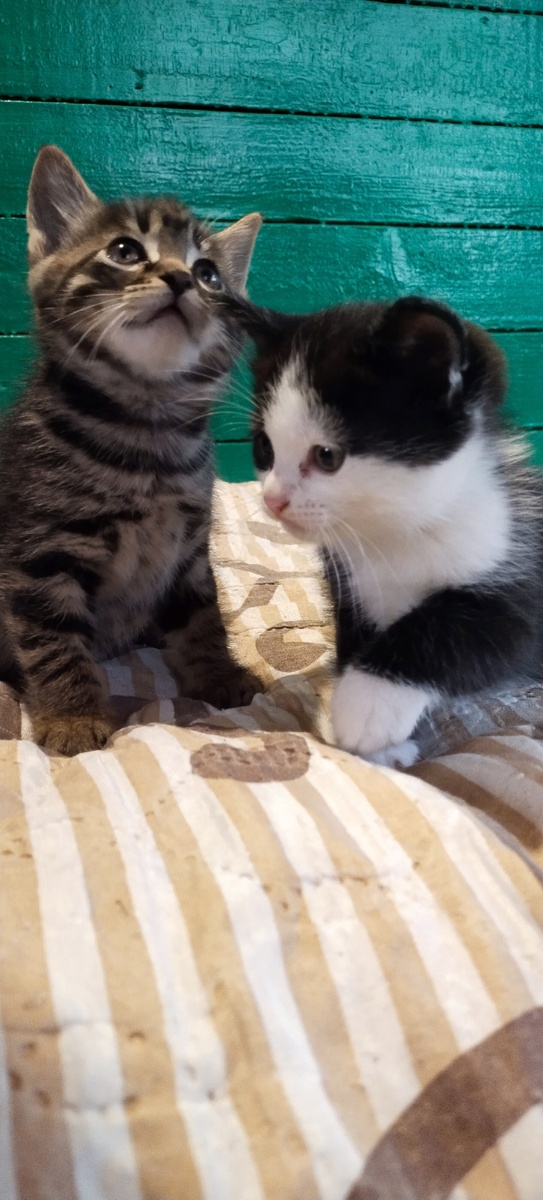 Вот эта парочка.