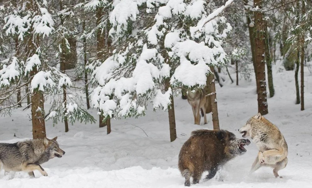 Фото: Волчья охота: суровая правда зимнего леса. Именно так добывает себе пищу серый разбойник