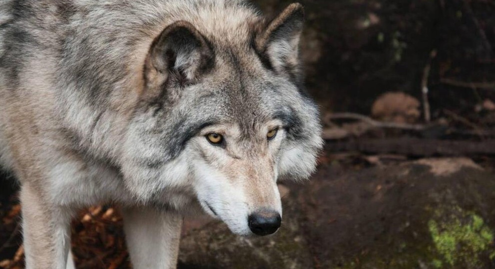 Волк на обед: почему люди никогда не ели волчатину