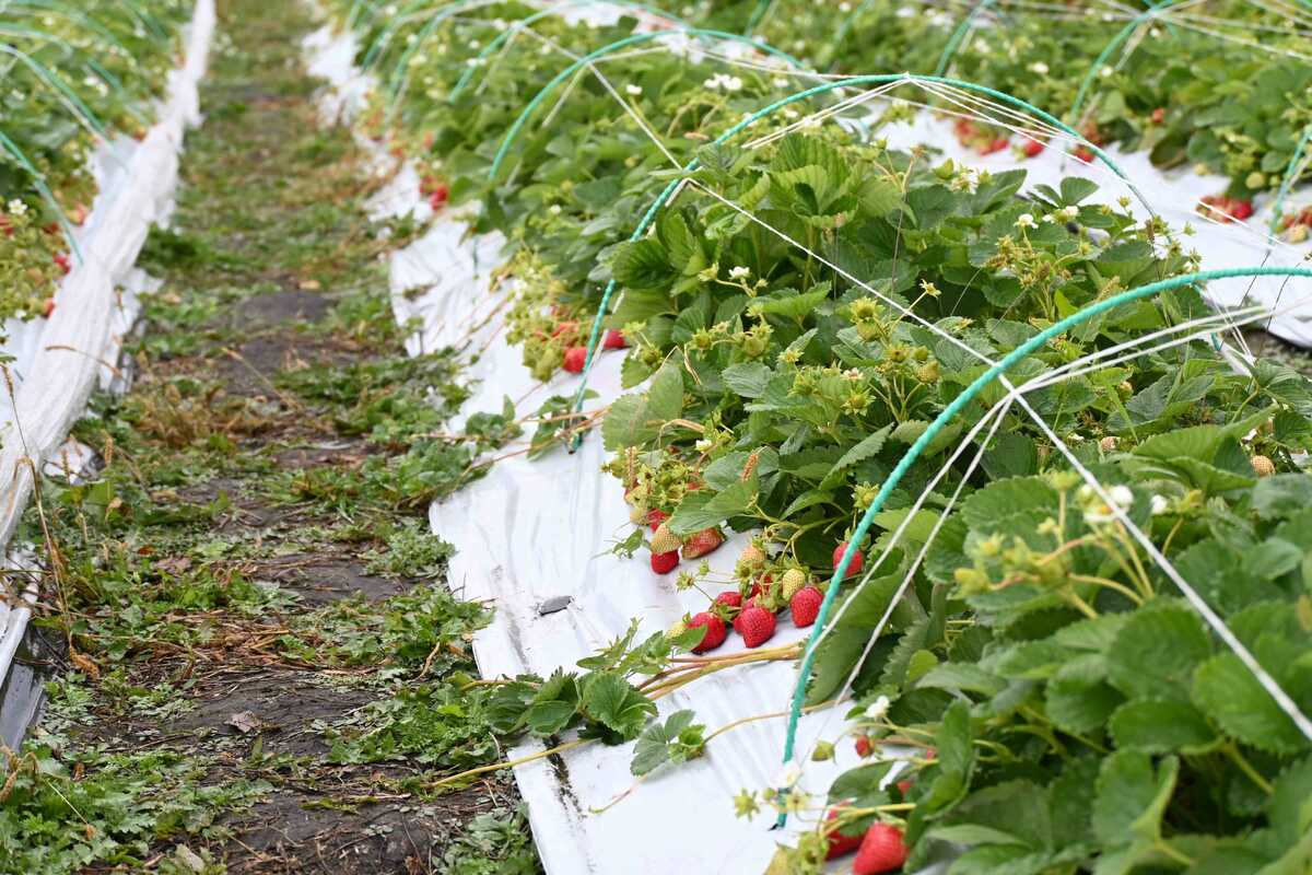 Вот так выглядят грядки, на которых спеет сейчас клубника