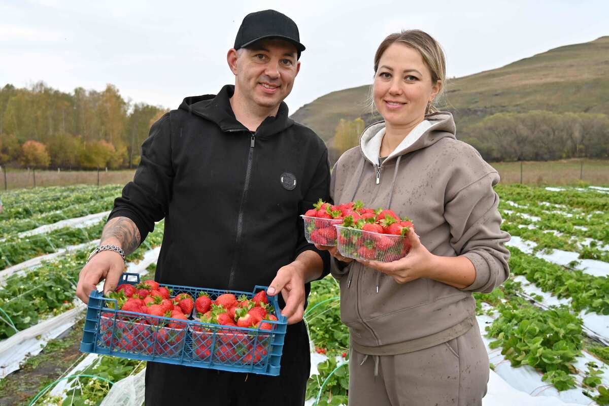 Первый урожай краснодарской клубники в Курагинском районе порадовал фермеров Ивана и Татьяну Погудиных