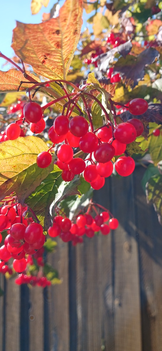 Калина красная