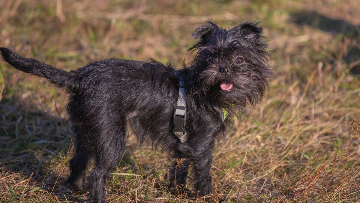 Аффенпинчер – маленькая, но энергичная и харизматичная порода собак с забавным выражением мордочки.