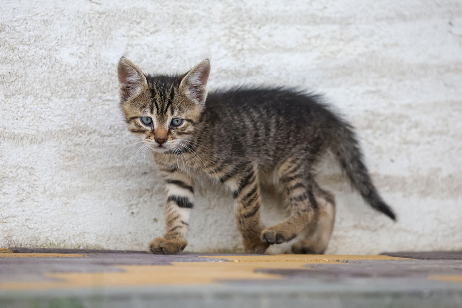    Алексей Белкин/NEWS.ru