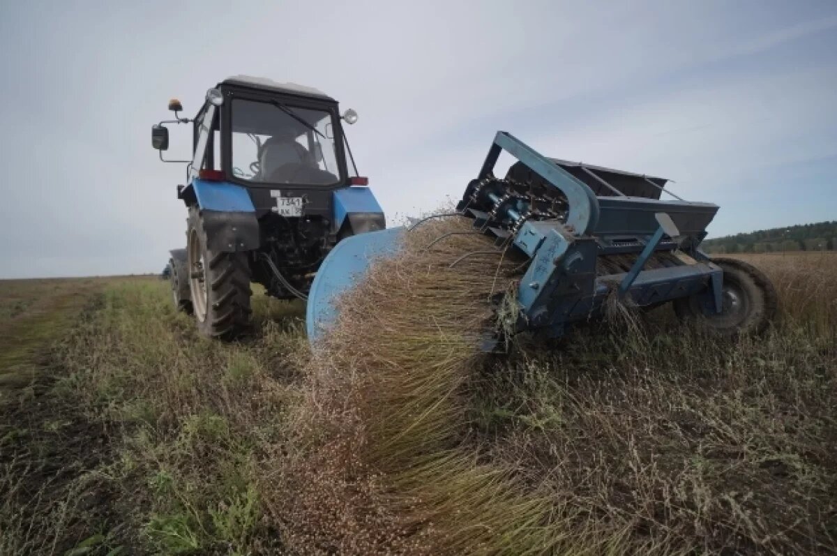    Если не будет погодных сюрпризов, уборочную завершат к середине октября.