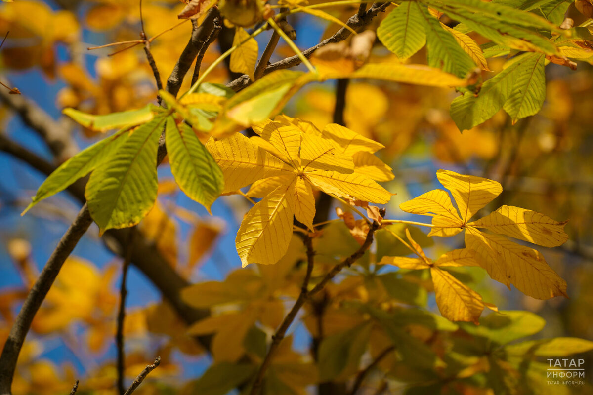 Фото: © Владимир Васильев / «Татар-информ»