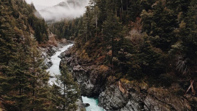     Лес. Ель СС0