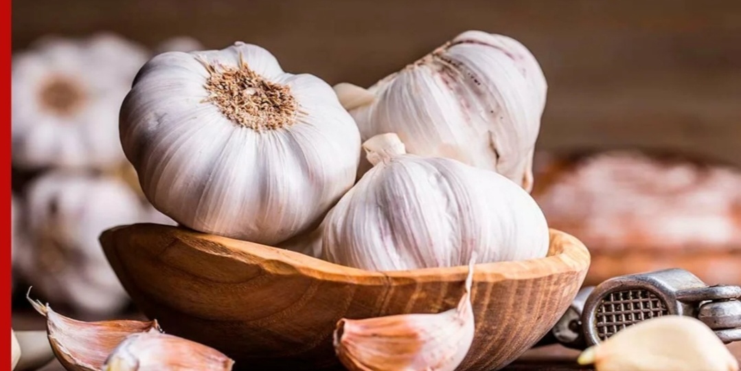 Почему чеснок сохнет? Как сохранить чеснок долгое время.
