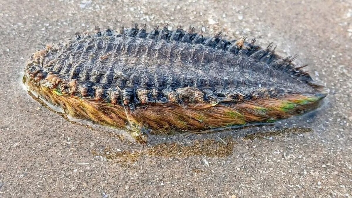    Фото: www.thesun.co.uk