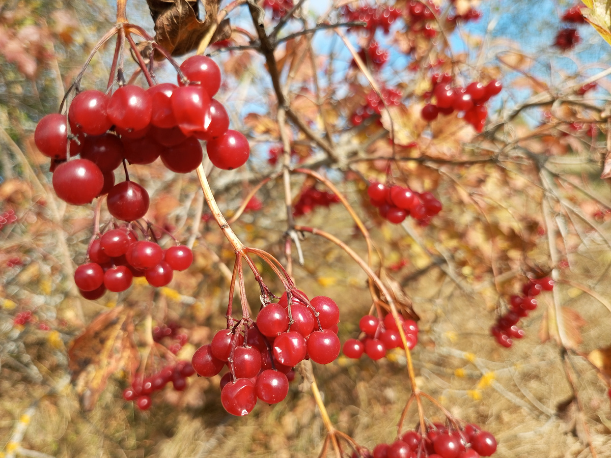 Осень. Фото автора.