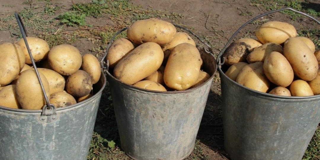 Какие сорта картофеля средней полосы России порадуют вас не только вкусом но и отличной урожайностью🥔